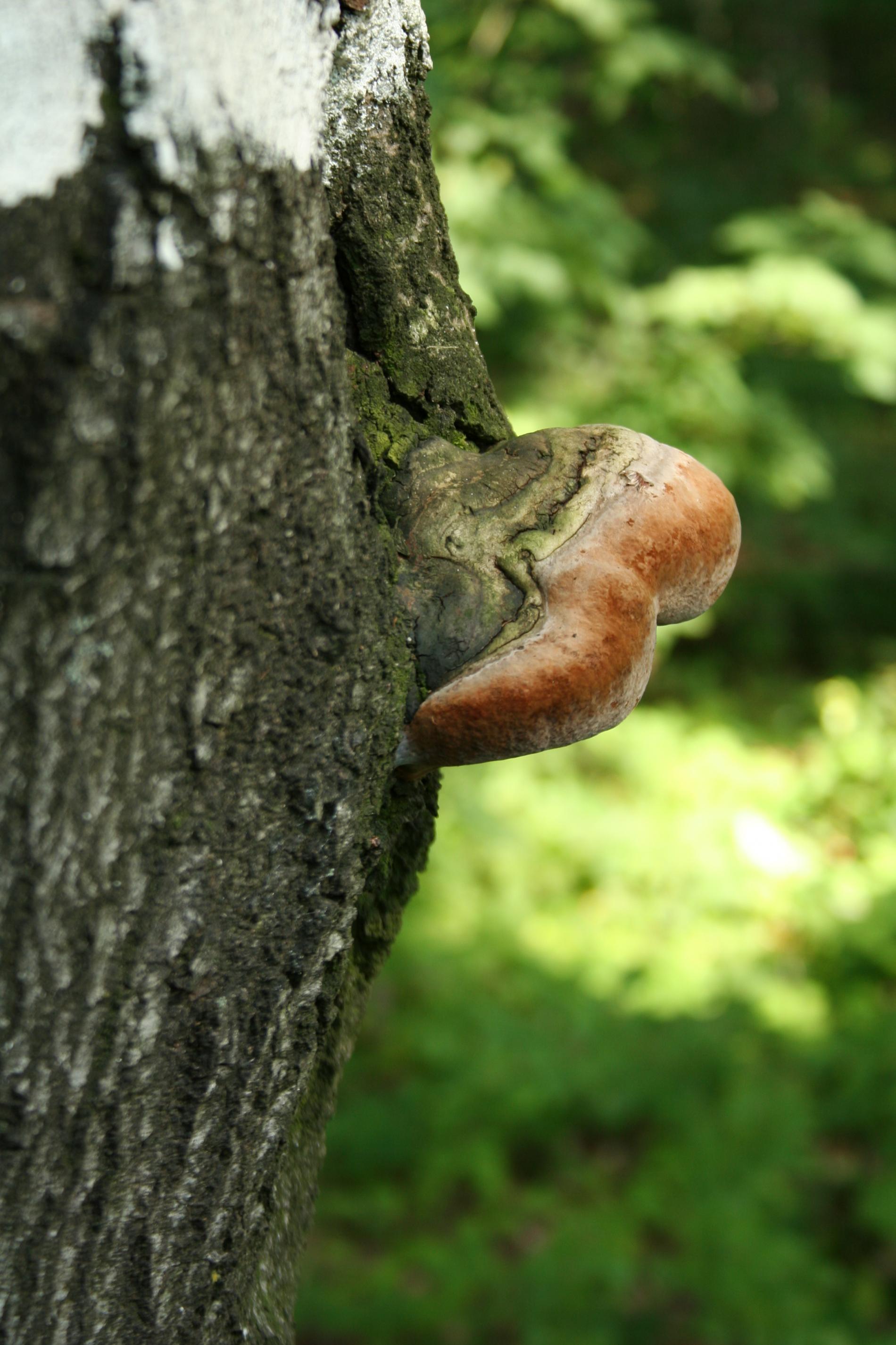 Meşe Kavı (Phellinus robustus)