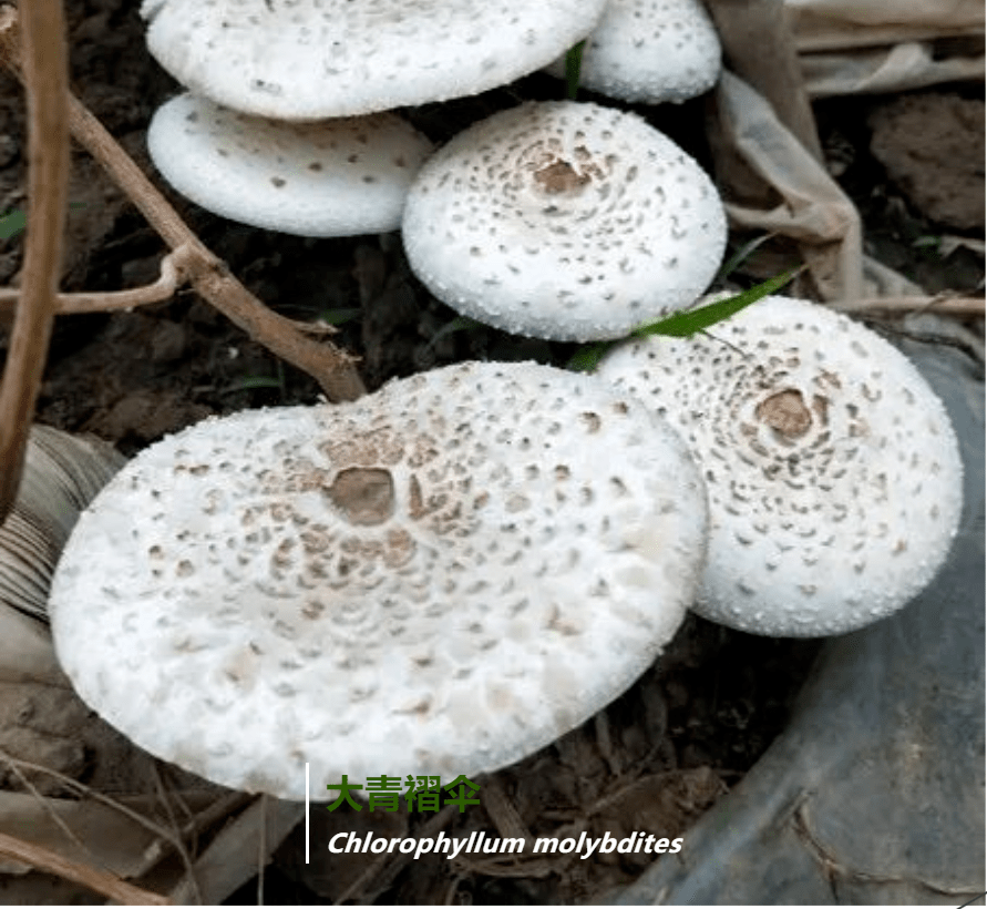 皱褶伞 (Marasmius plicatus)