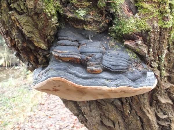 Ohňovec topoľový (Phellinus igniarius)