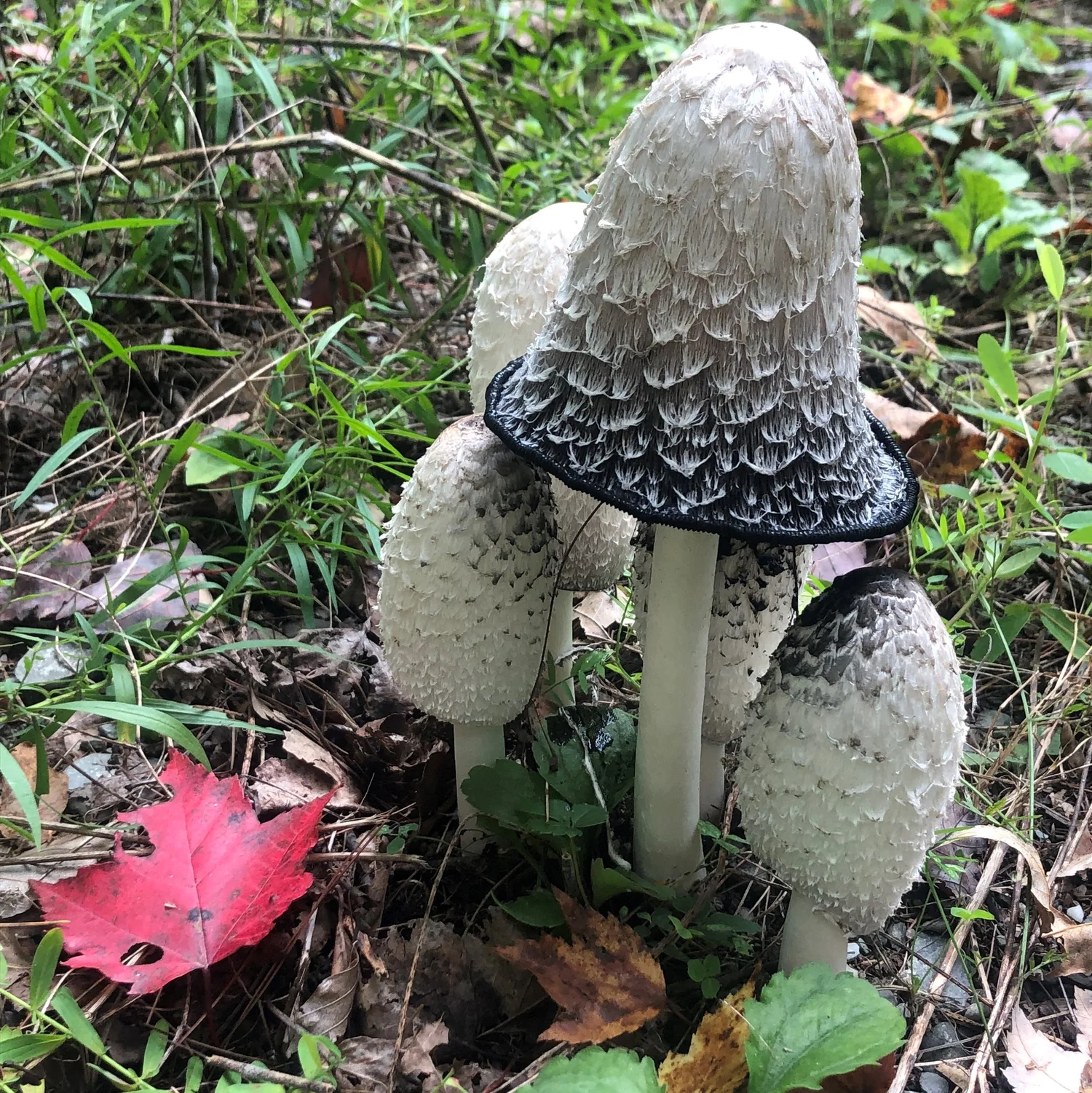 Blekticka (Clavariadelphus pallidus)