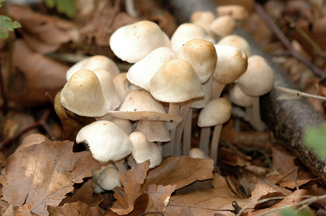 Зрощена колібія (Collybia confluens)