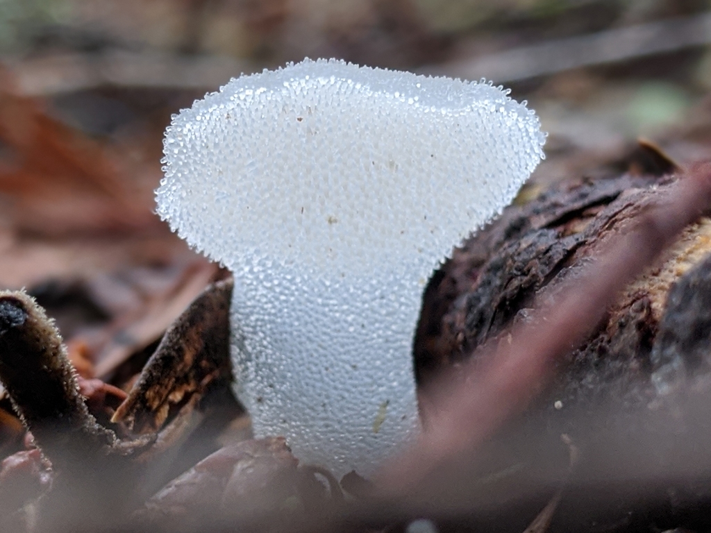 白胶齿菌 (Pseudohydnum gelatinosum)