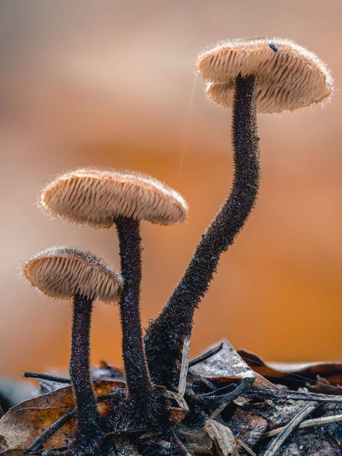Pestrec dubový (Polyporus squamosus)