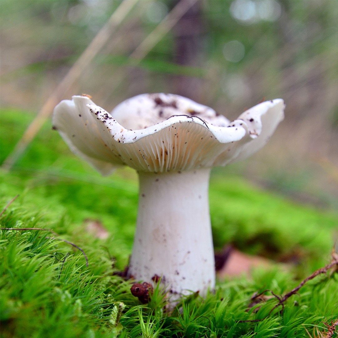 Blekmusseron (Tricholoma albidum)