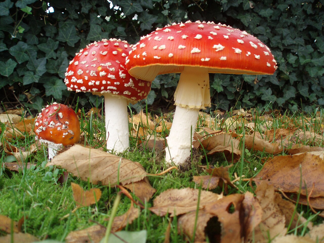 Oranžni lupljivec (Leccinum aurantiacum)