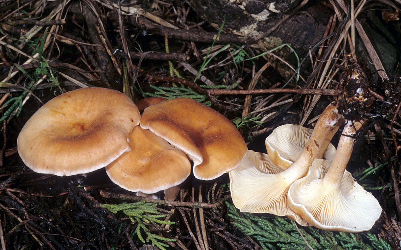 Tawny Funnel (Paralepista flaccida)