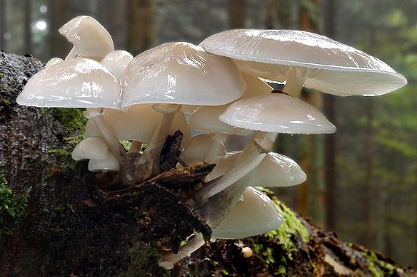 Brick Cap (Hypholoma sublateritium)
