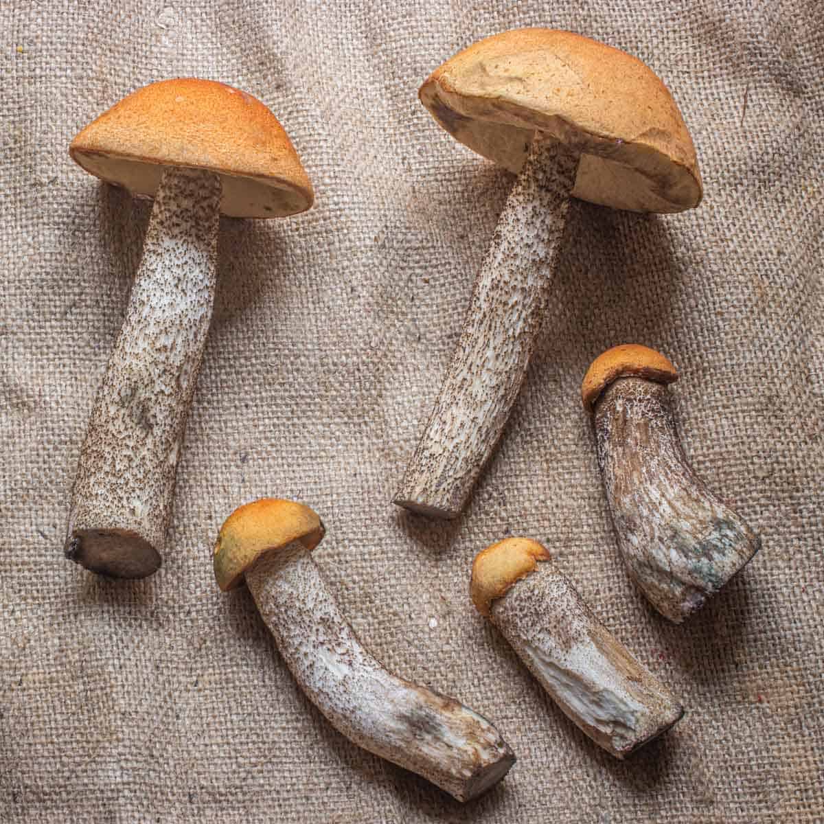 Breza hríbovitá (Leccinum scabrum)