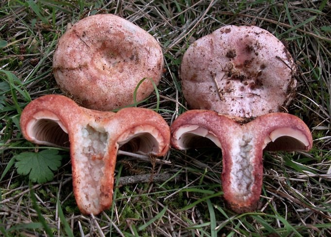Pepparriska (Lactifluus rufus)