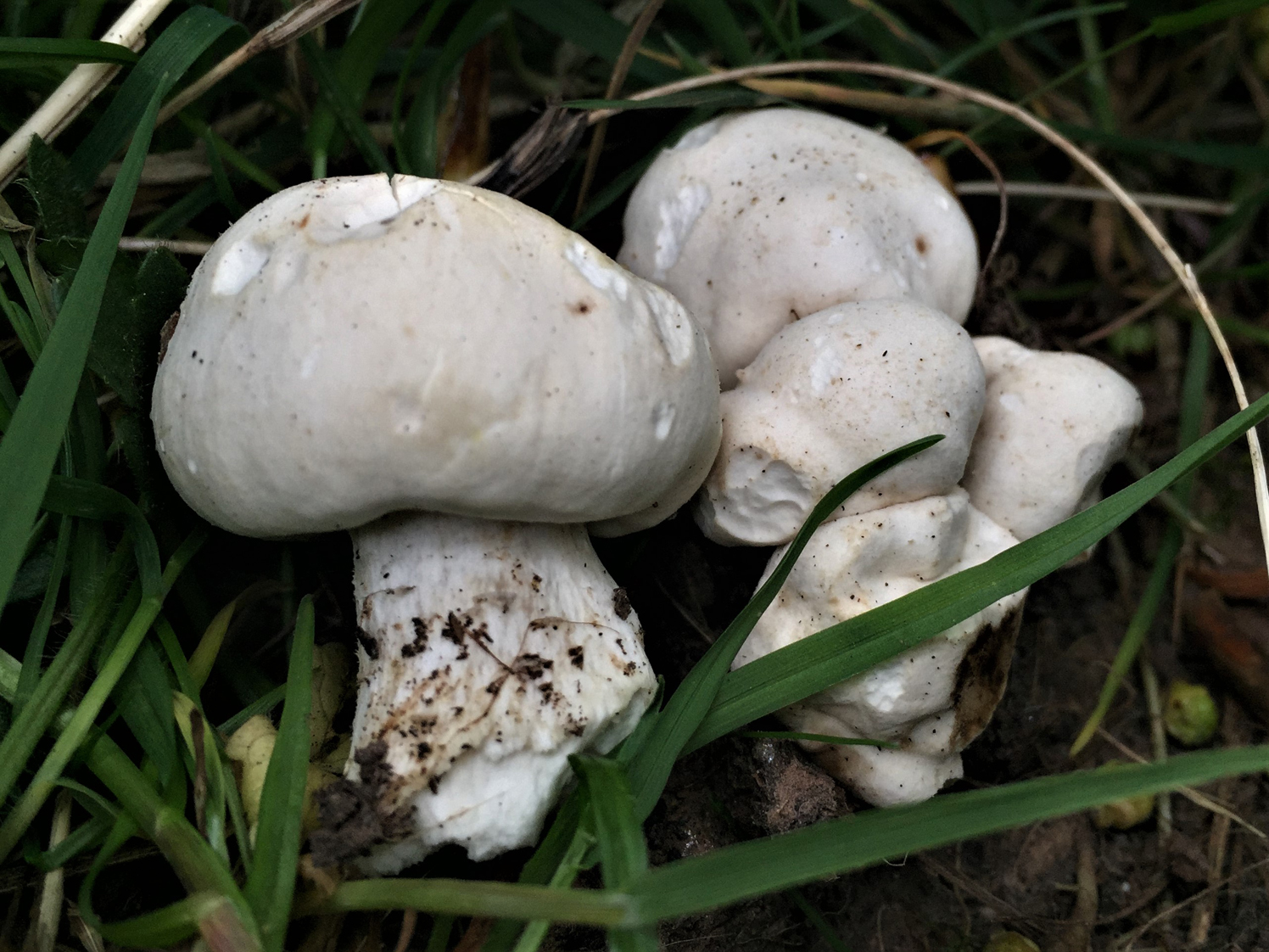 Vårmusseron (Calocybe gambosa)