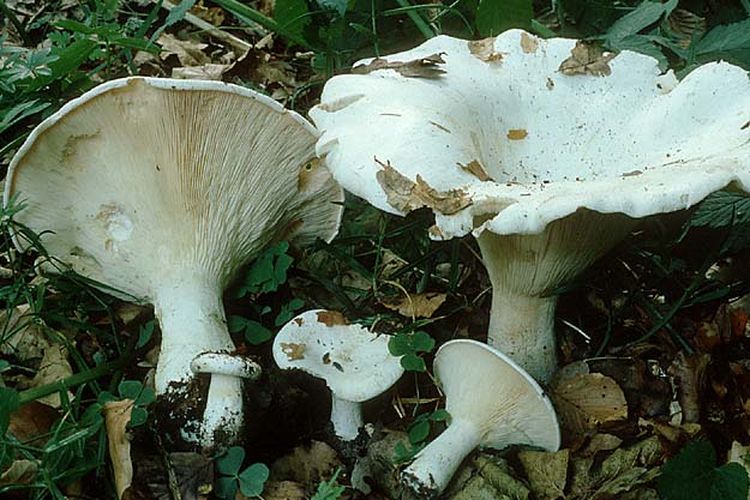 Džinovska levkasta gljiva (Leucopaxillus giganteus)