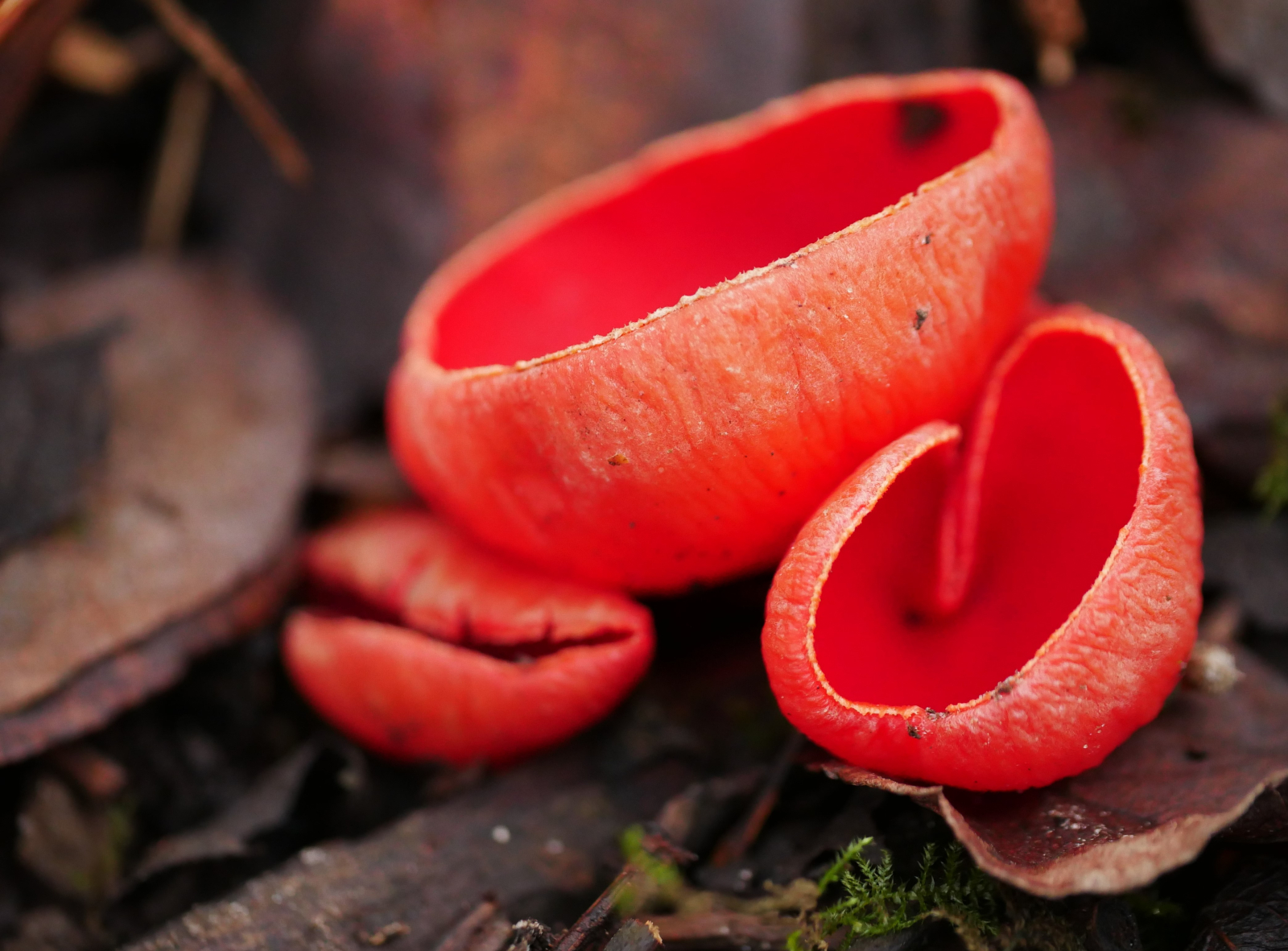 Scarlet Elfcup (Sarcoscypha austriaca)