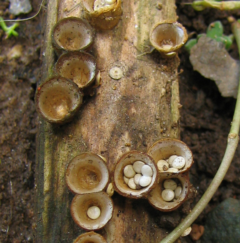 Strimmigt fågelbo (Cyathus striatus)