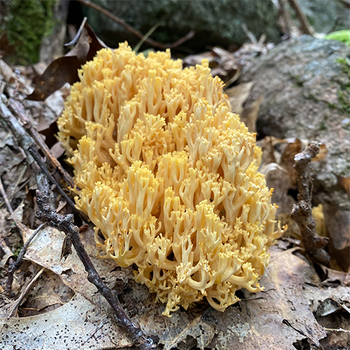 Gullhornssvamp (Ramaria aurea)