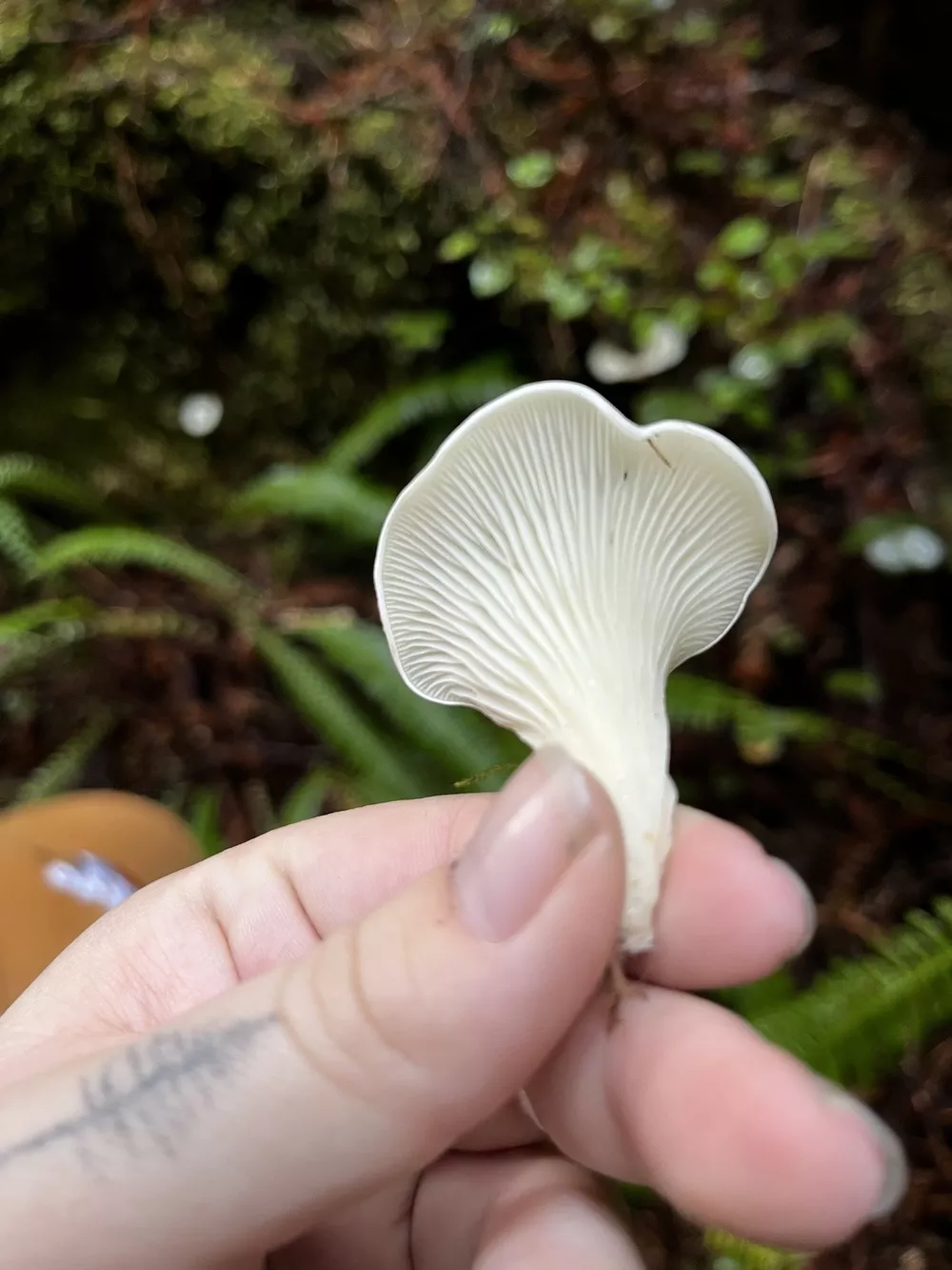 Black-gilled polypore (ชื่อเรียกทั่วไปตามลักษณะ) (Podoscypha petalodes)