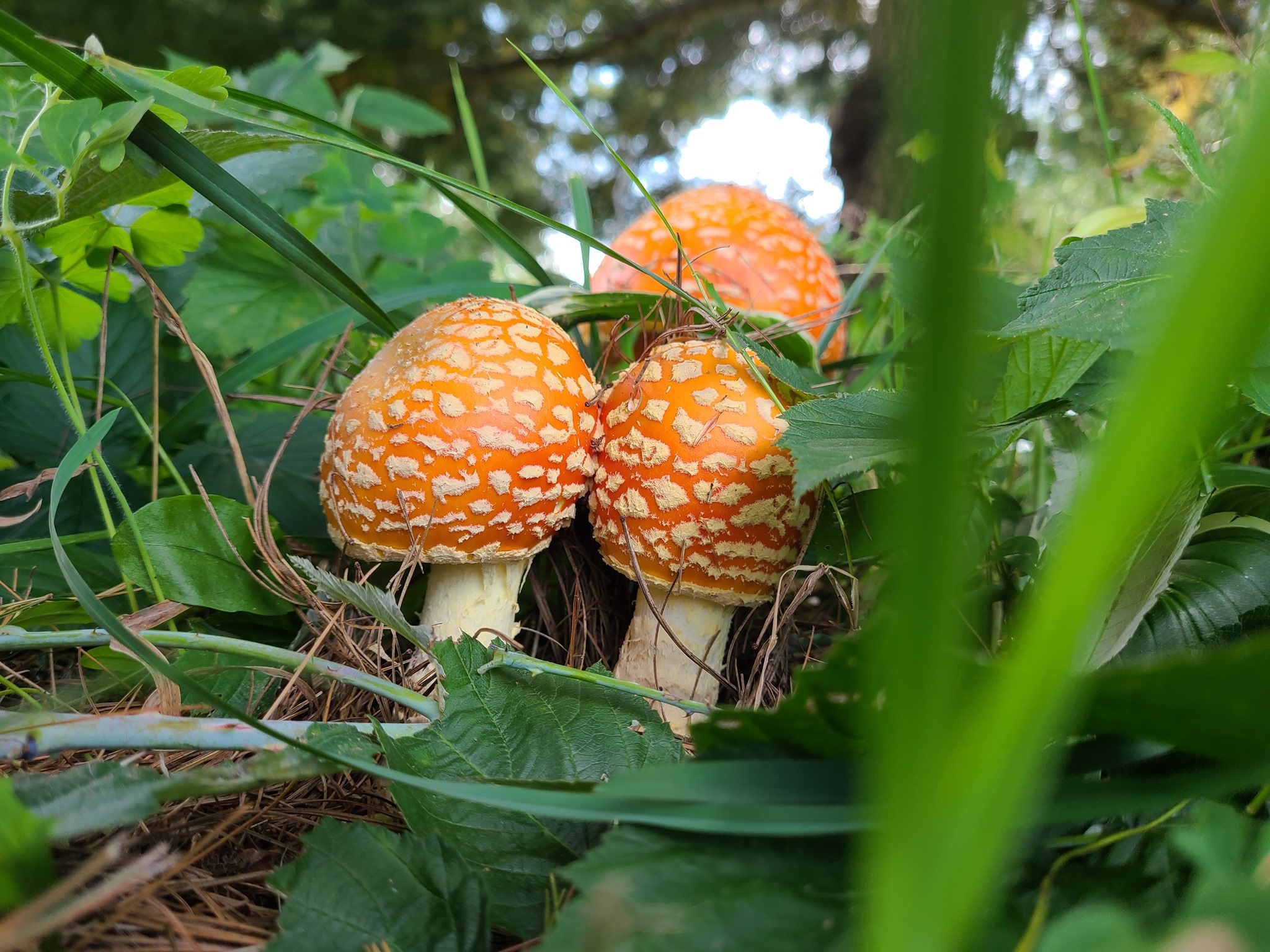 Sarı Sinek Mantarı (Amanita muscaria var. guessowii)