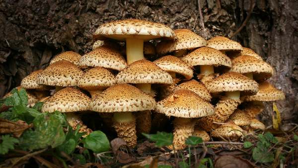 เห็ดเกล็ดหยาบ (Pholiota squarrosa)