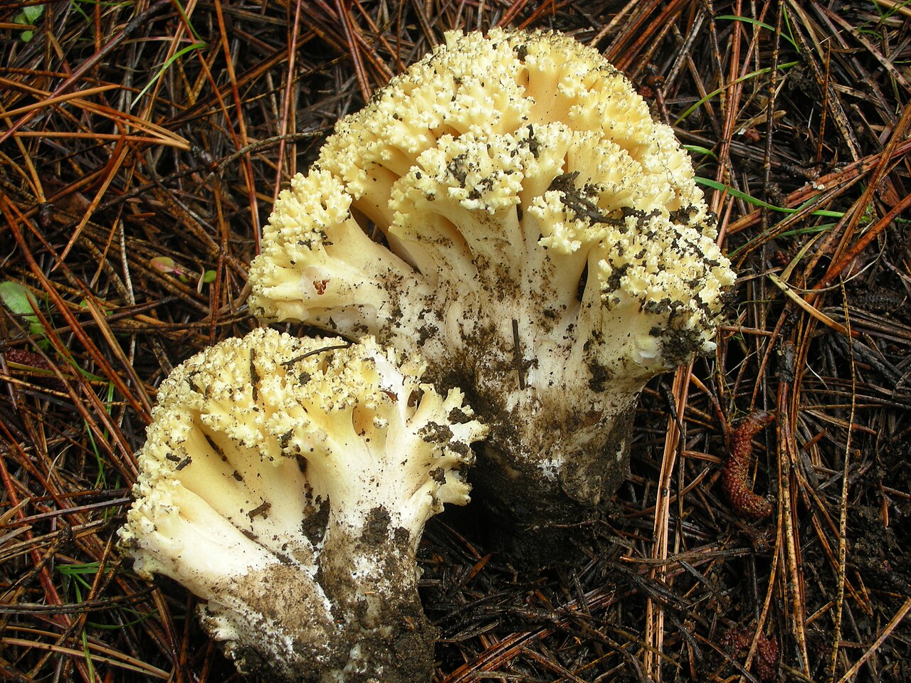 Kamfing-svamp (Clavulina coralloides)