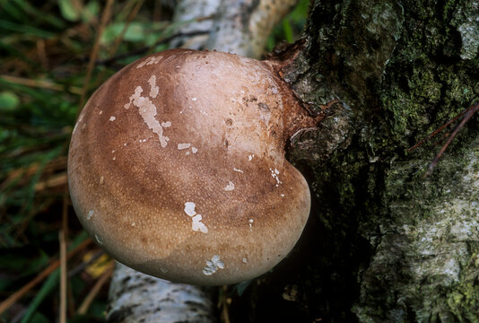Huș Ağacı Mantarı (Fomitopsis betulina)