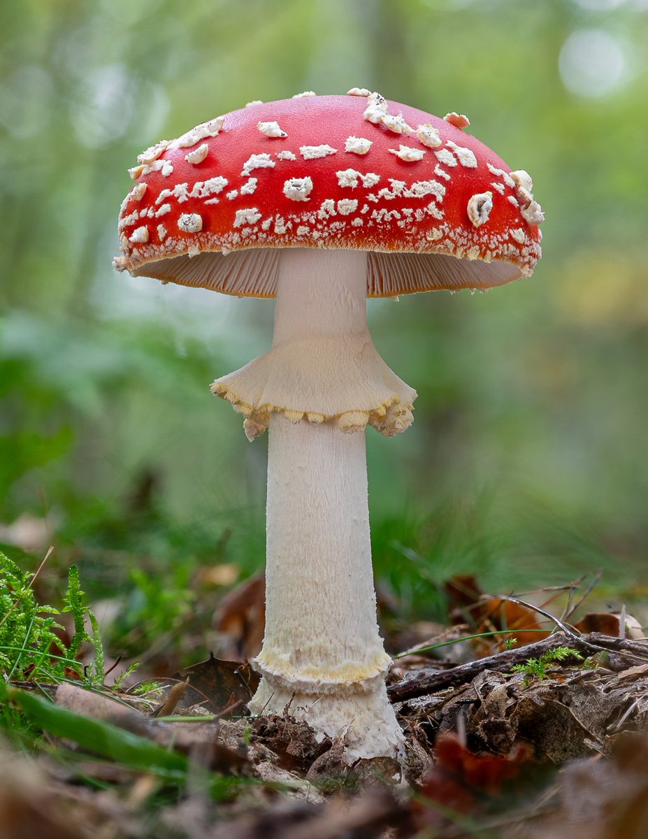 鹅膏菌 (Amanita)