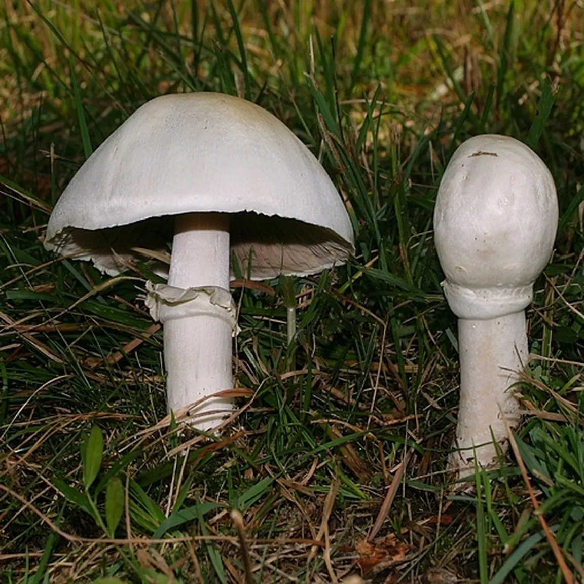 Lúčnikovka trávna (Lyophyllum semitale)
