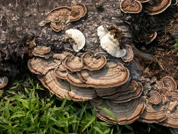 Hirsutella Trametes (Trametes hirsuta)