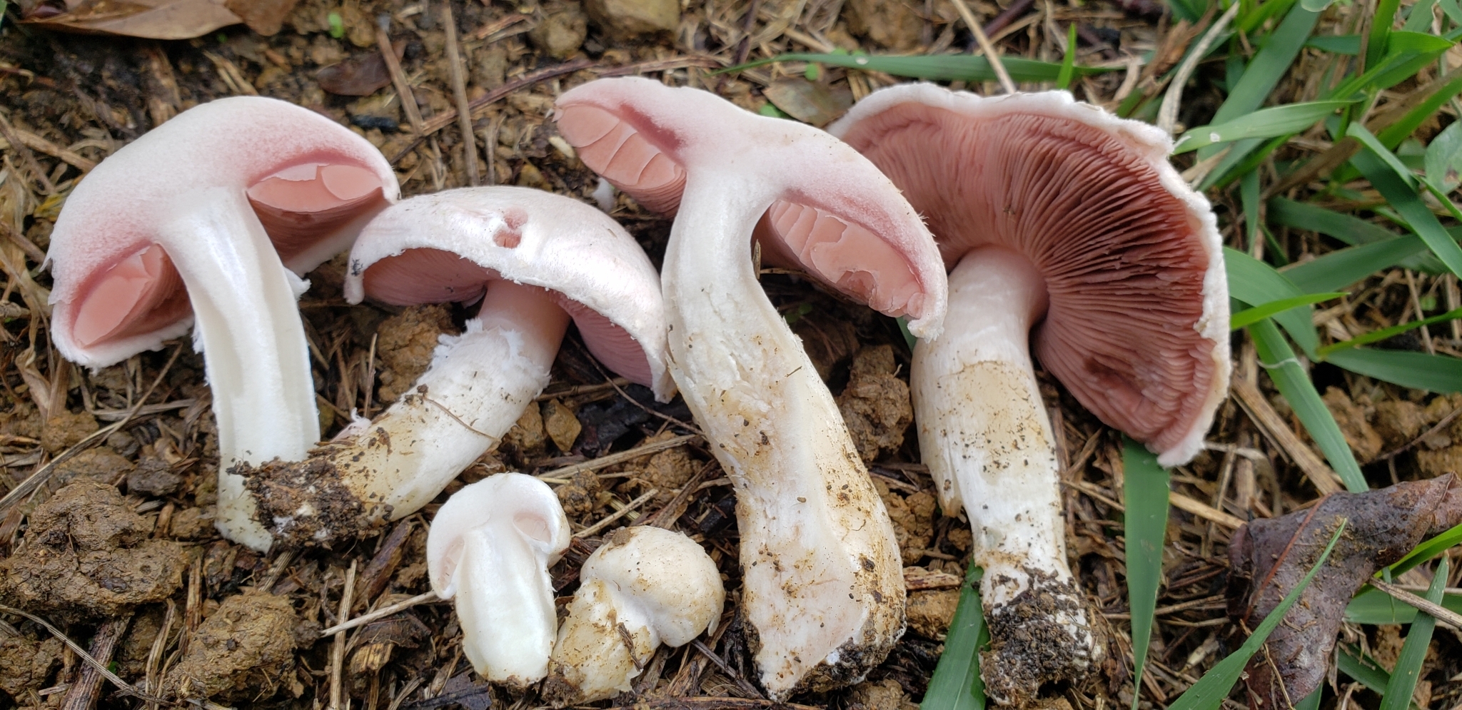 Печериця весняна (Agaricus vernalis)
