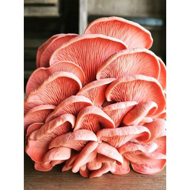 Pembe İstiridye Mantarı (Pleurotus djamor)