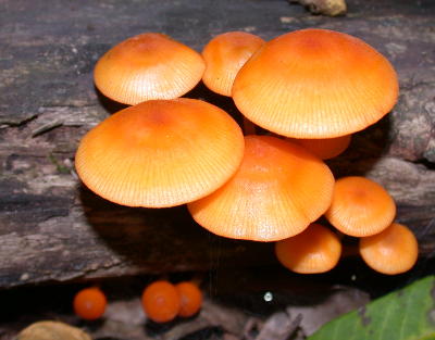 Turuncu Mikena (Mycena acicula)