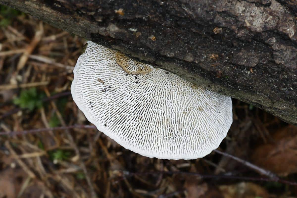 Beyaz İnce Gövdeli Polipor (Polyporus tubaeformis)