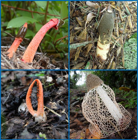 红笼头菌 (Clathrus ruber)
