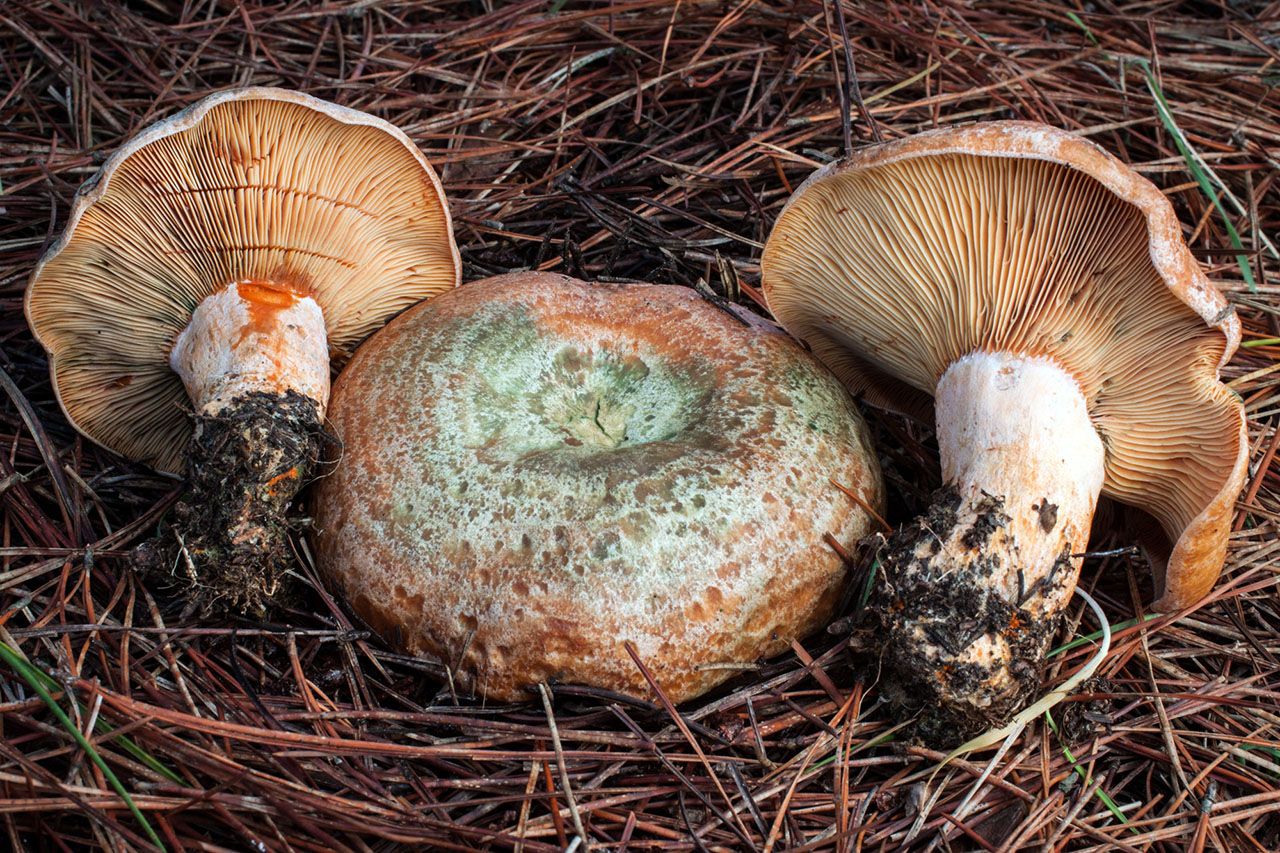 Laxkremla (Russula helodes)
