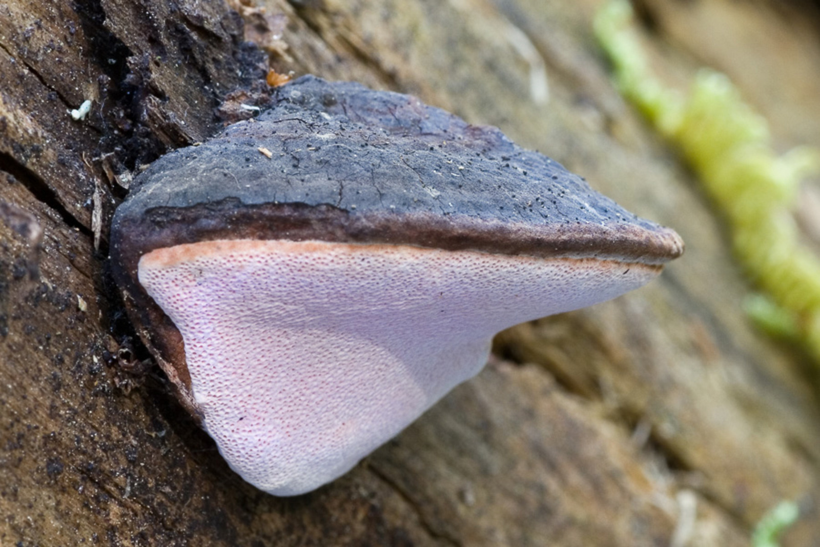 Rosenticka (Fomitoporia rosa)