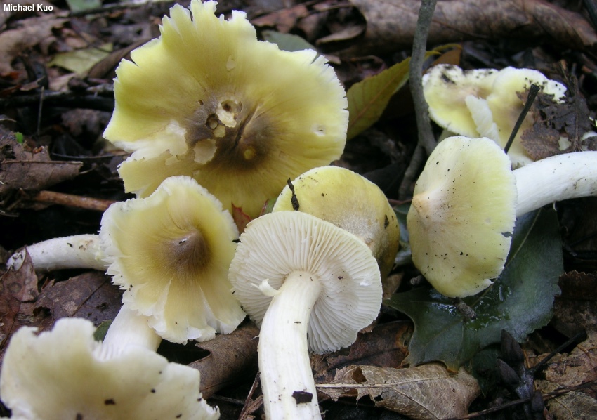 Рядовка відокремлена (Tricholoma sejunctum)