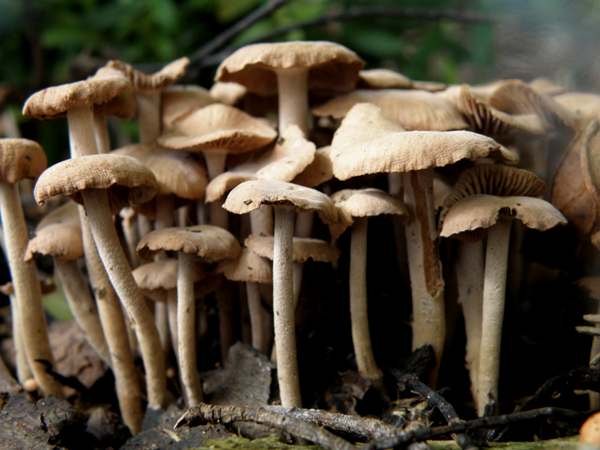 Колібія зросла, Опеньок зрослий (Gymnopus confluens)