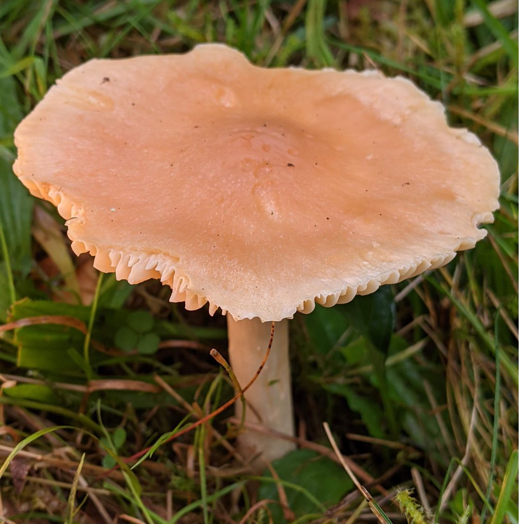 Aprikosvaxskivling (Hygrophorus abieticola)