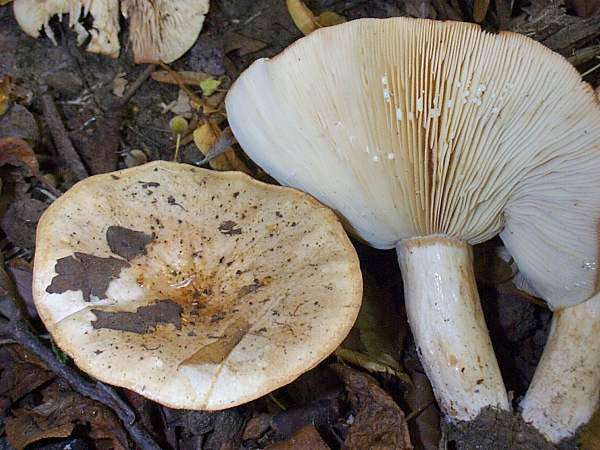Blek risk (Lactarius pallidus)