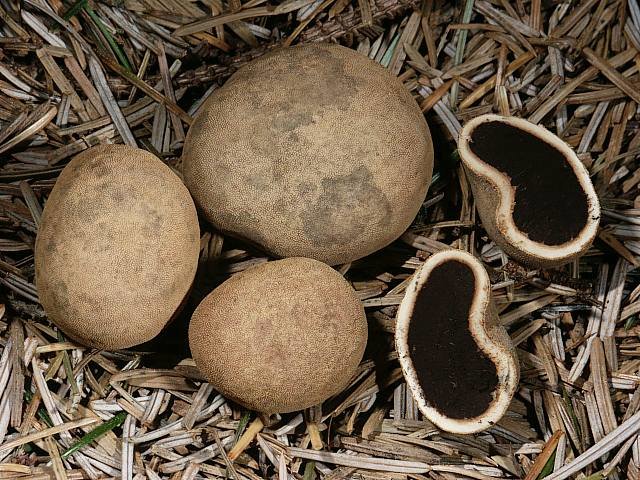 Geyik Mantarı (Elaphomyces granulatus)