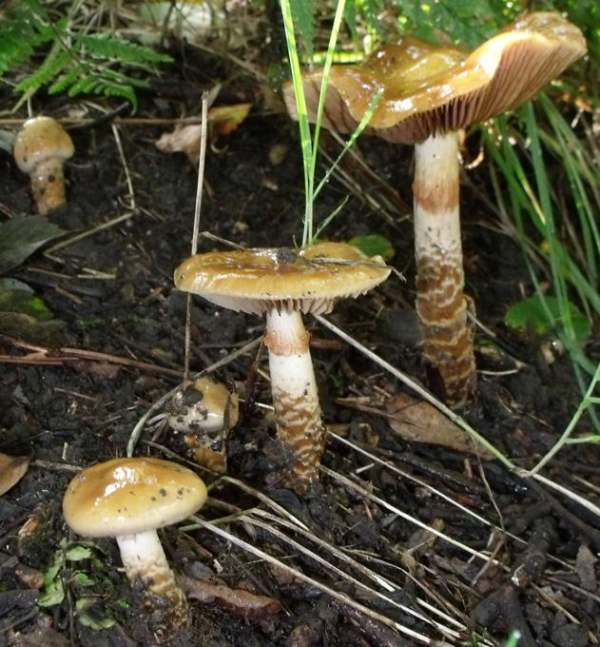 Павутинник звичайний (Cortinarius trivialis)