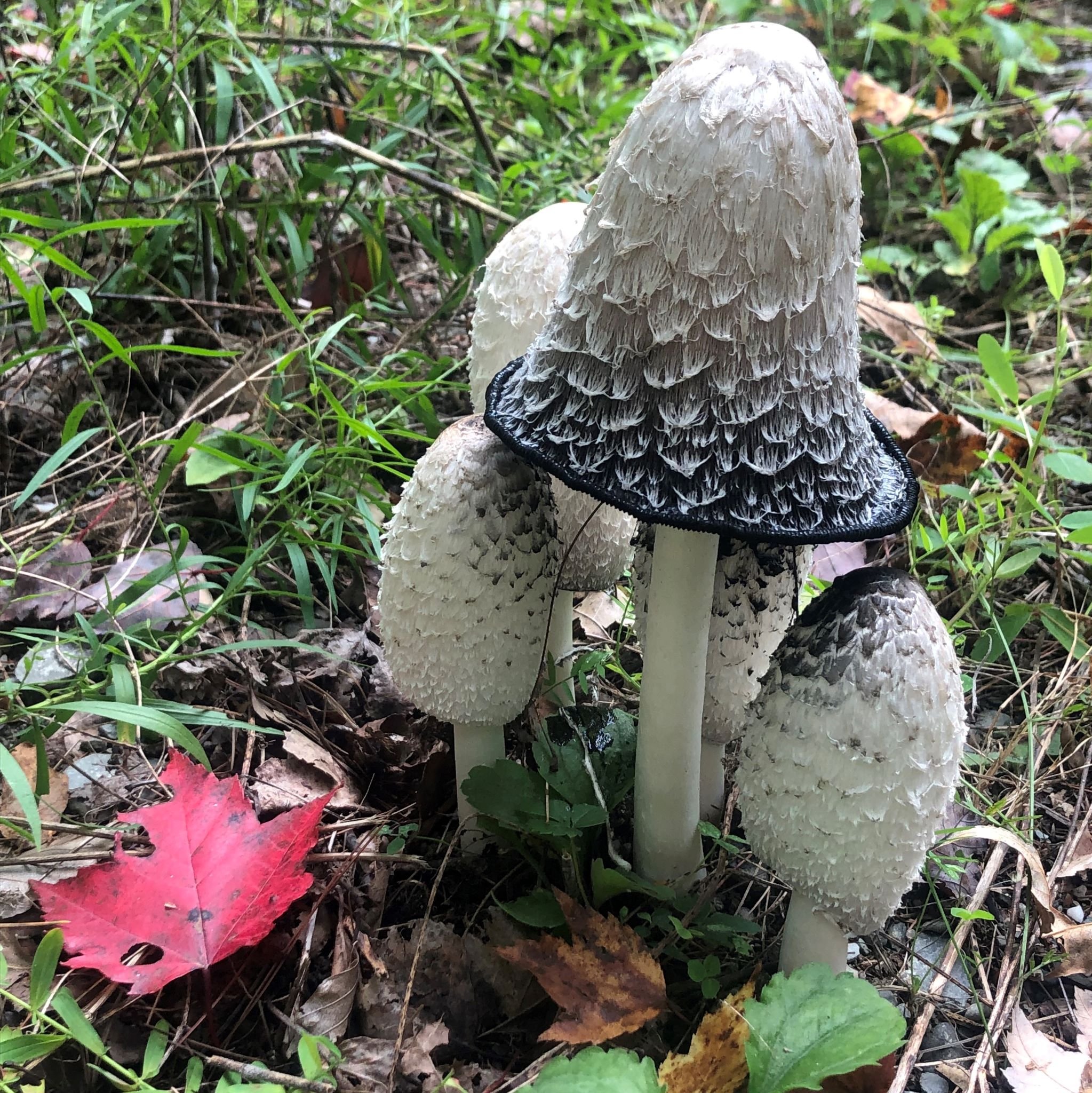 Pulsuz Mürekkep Mantarı (Coprinopsis variegata)