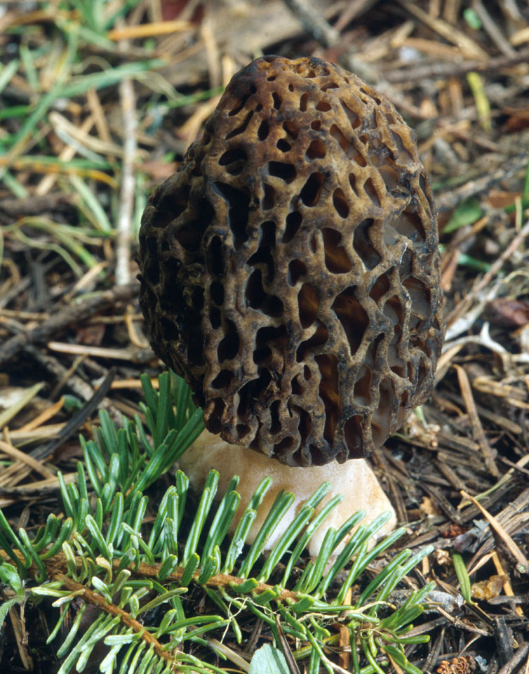 Siyah Morel (Morchella elata)