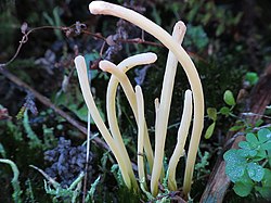 Булавовидна клаварія (Clavaria argillacea)