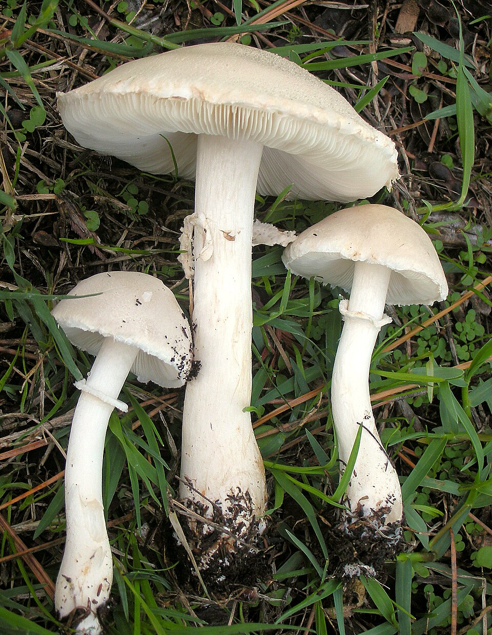 Beyaz Şapkalı Mantar (Leucocoprinus cretaceus)