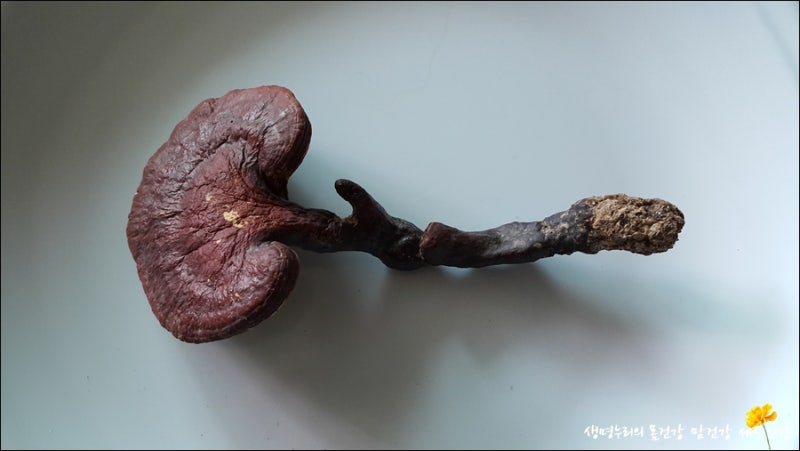 Black Reishi, Hei Ling Zhi (Ganoderma sinense)