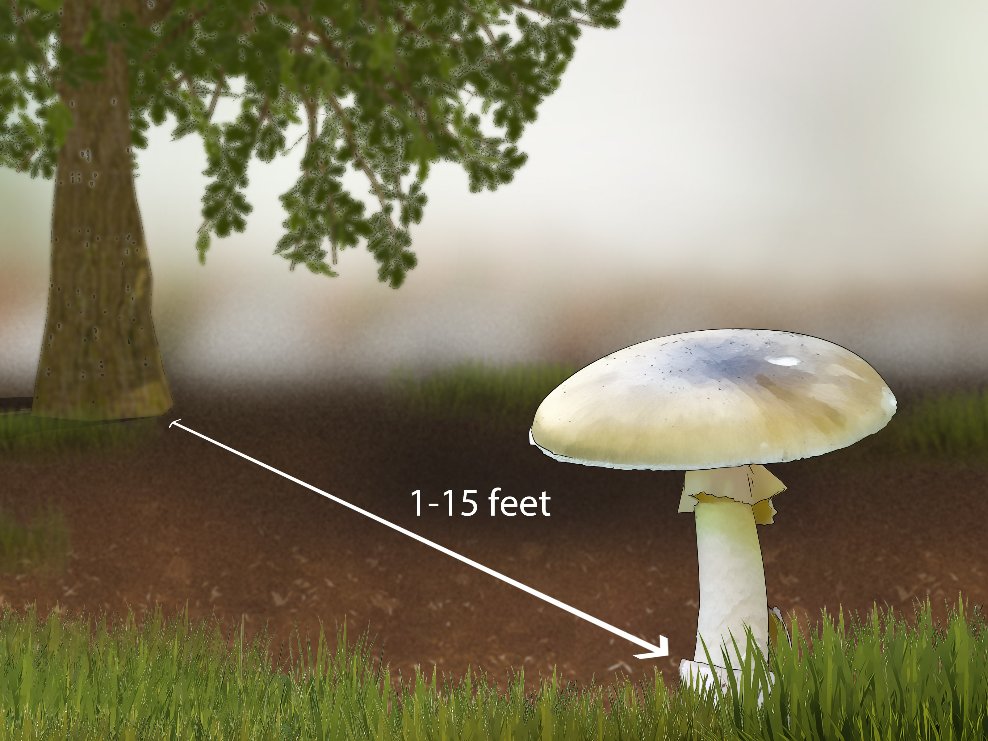 Şarap Rengi Köygöçüren (Agaricus purpurellus)