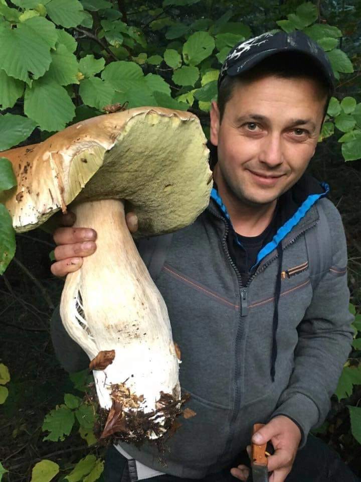 Elm Oyster Mantarı (Hypsizygus ulmarius)