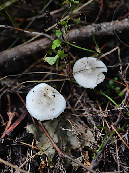 Clustered Domecap (Collybia acervata)