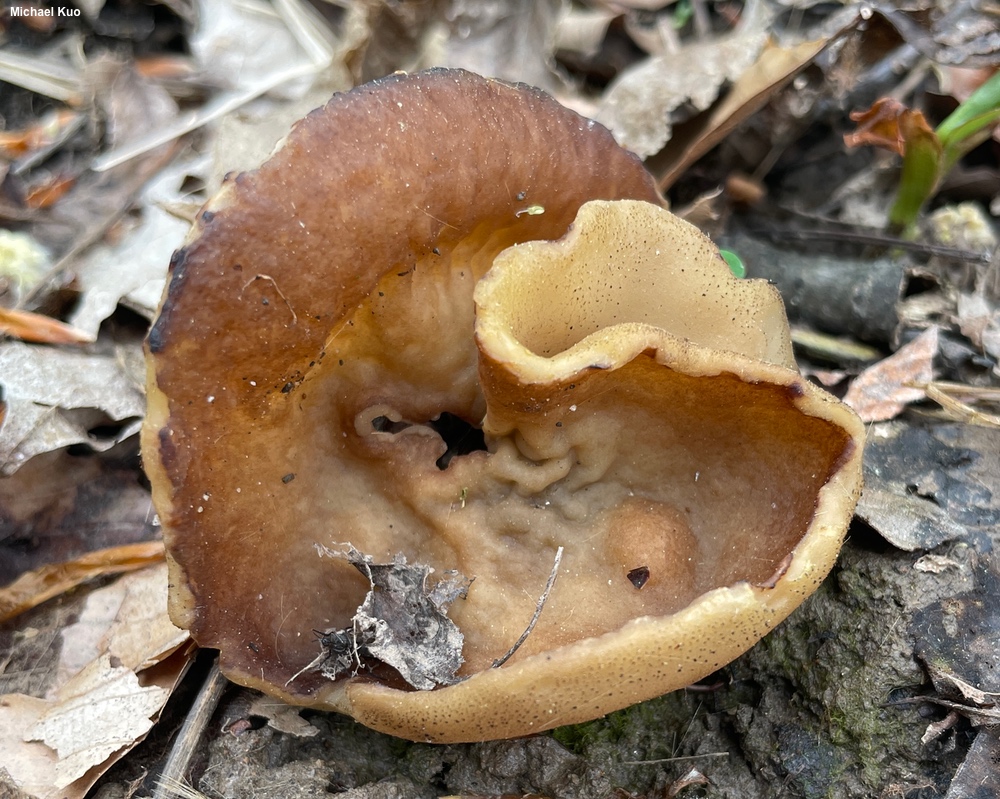 Brun ringmurkla (Disciotis venosa)