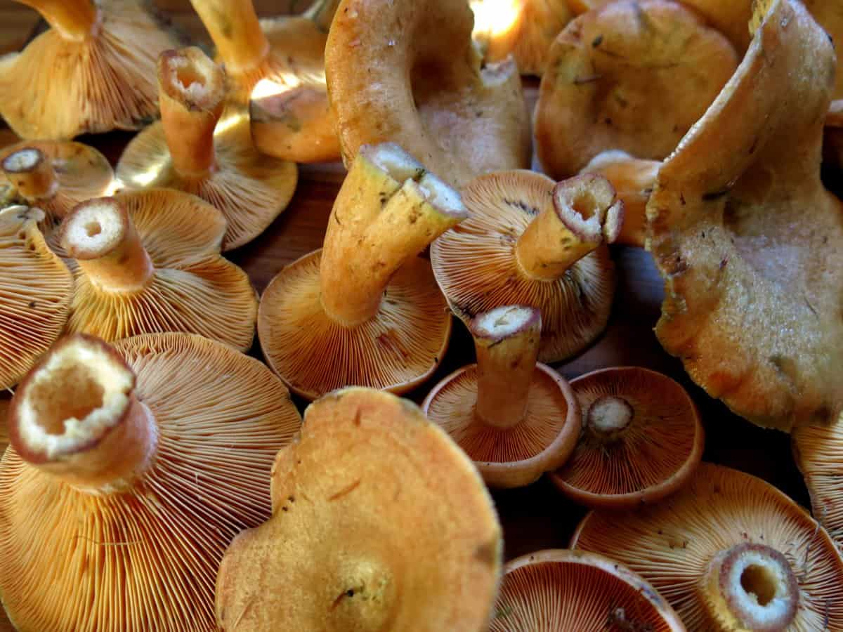 Rýdzik pravý (Lactarius deliciosus)