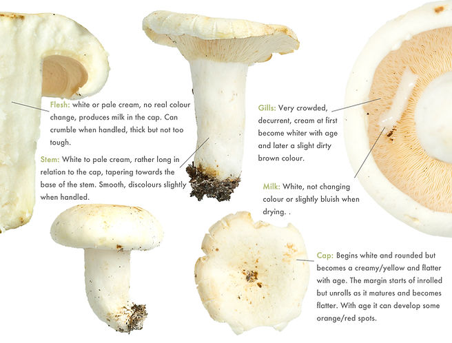 Чумацький гриб перцевий (Lactifluus piperatus)